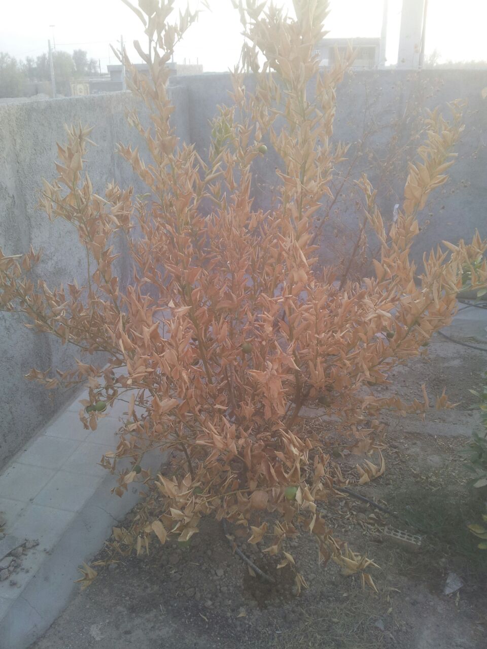 تصویر پرسش و پاسخ گیاه