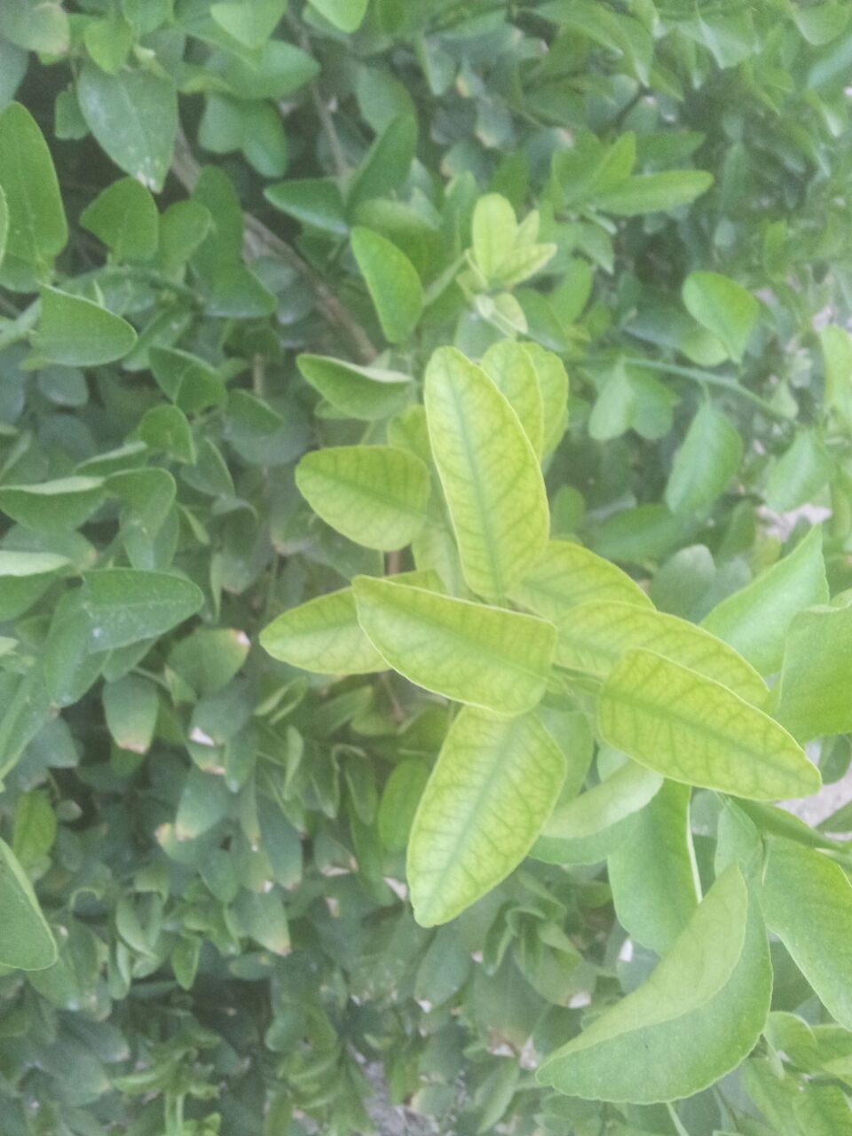 تصویر پرسش و پاسخ گیاه