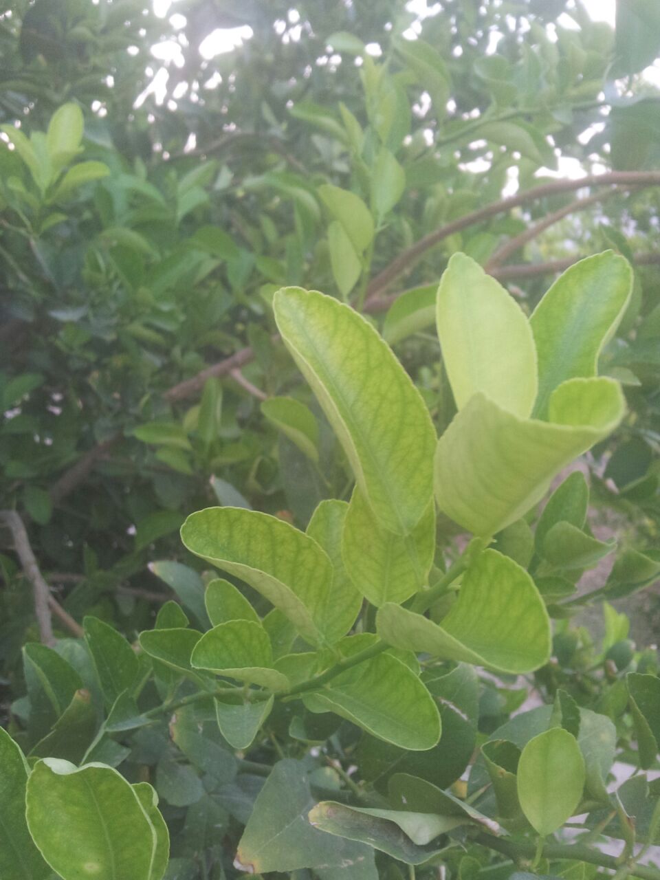 تصویر پرسش و پاسخ گیاه