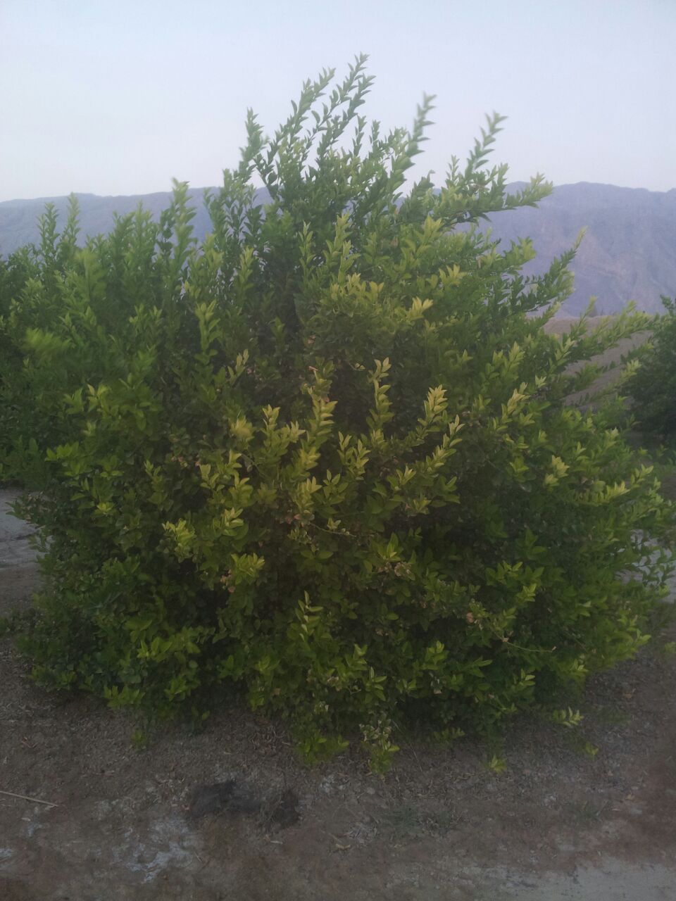 تصویر پرسش و پاسخ گیاه