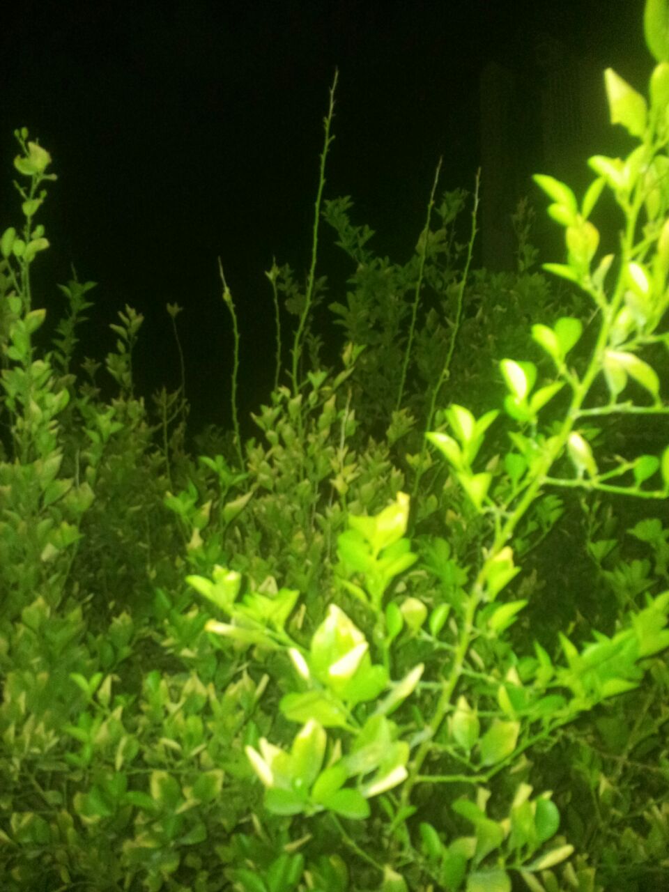 تصویر پرسش و پاسخ گیاه