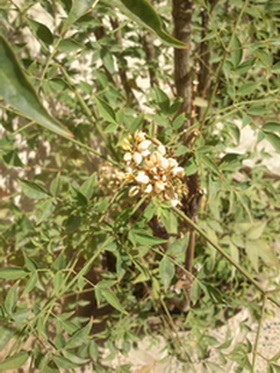 تصویر پرسش و پاسخ گیاه