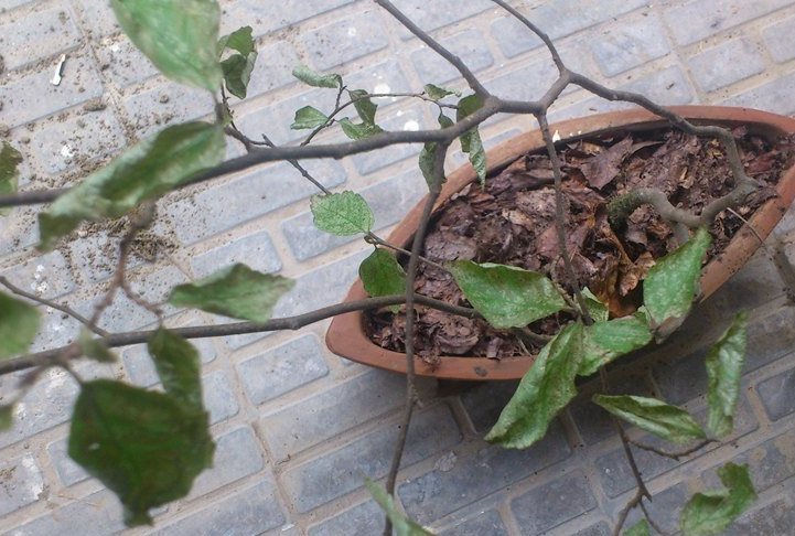 تصویر پرسش و پاسخ گیاه