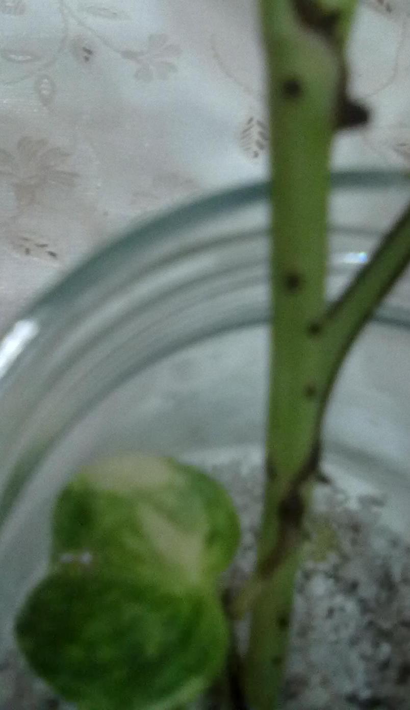 تصویر پرسش و پاسخ گیاه