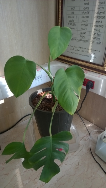 تصویر پرسش و پاسخ گیاه