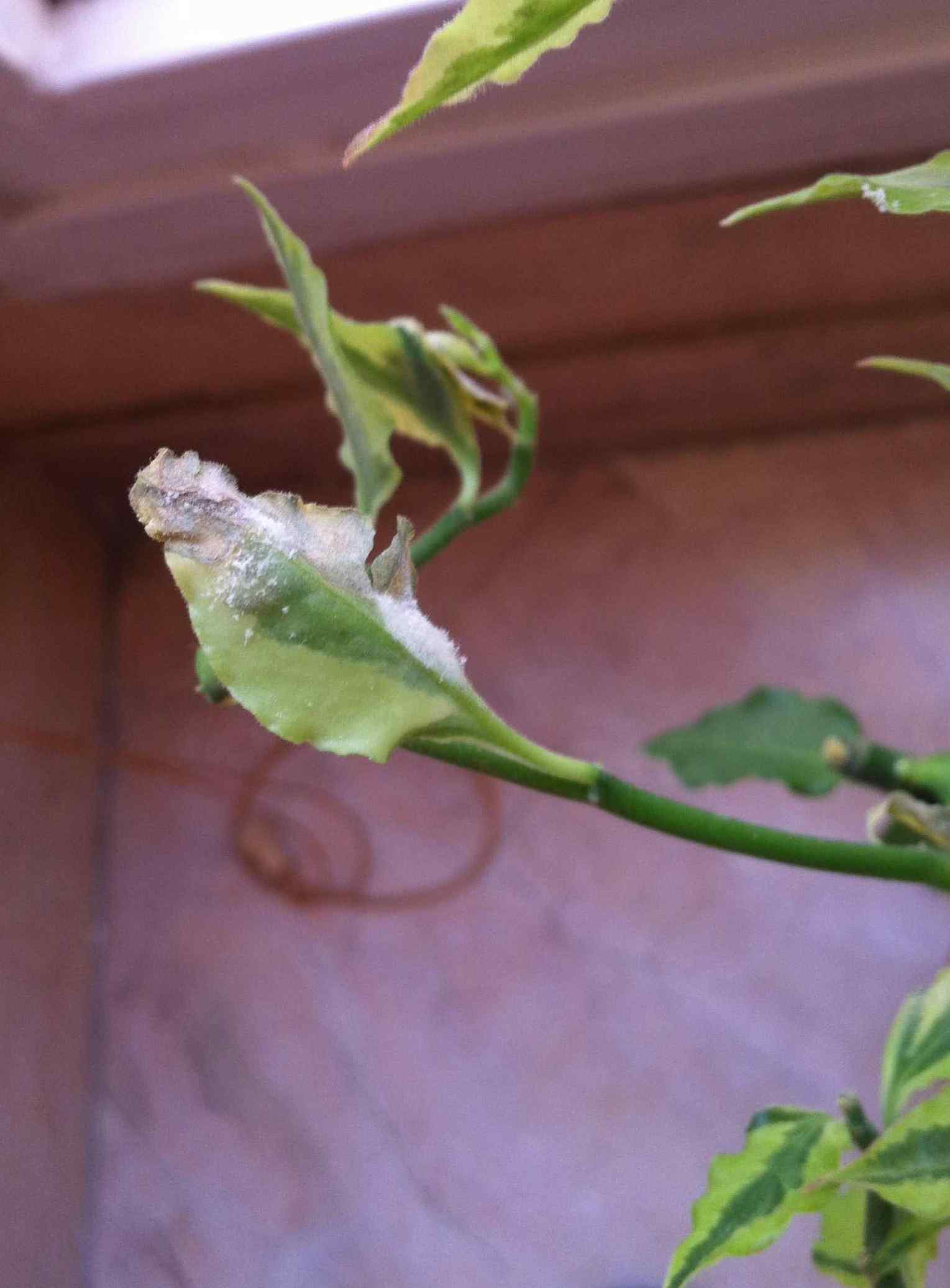 تصویر پرسش و پاسخ گیاه