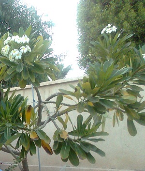 تصویر پرسش و پاسخ گیاه