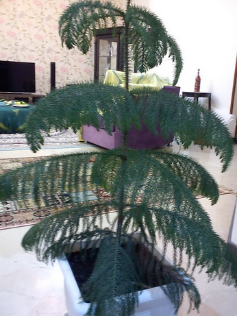 تصویر پرسش و پاسخ گیاه