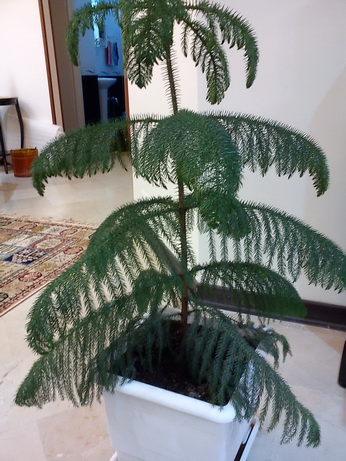 تصویر پرسش و پاسخ گیاه