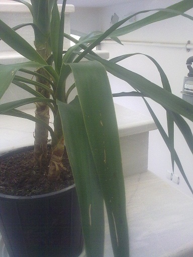 تصویر پرسش و پاسخ گیاه