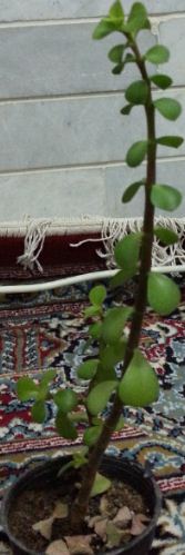 تصویر پرسش و پاسخ گیاه