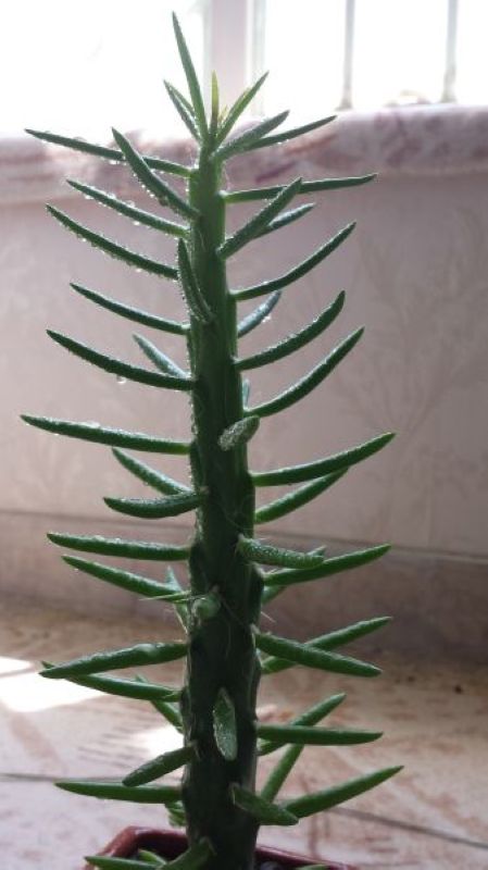 تصویر پرسش و پاسخ گیاه