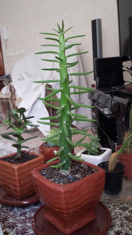 تصویر پرسش و پاسخ گیاه