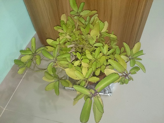 تصویر پرسش و پاسخ گیاه