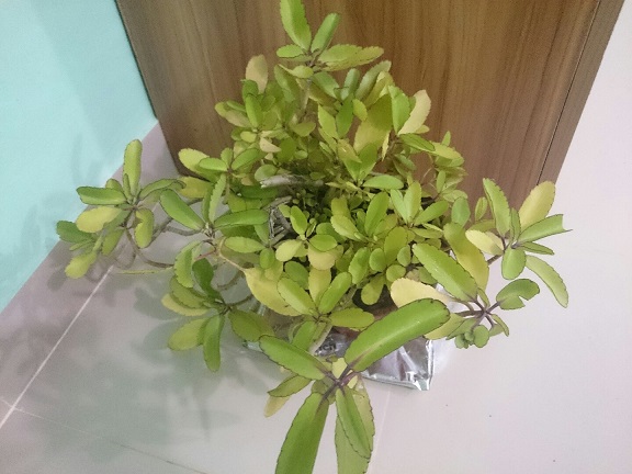 تصویر پرسش و پاسخ گیاه