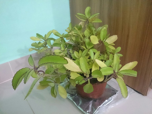 تصویر پرسش و پاسخ گیاه