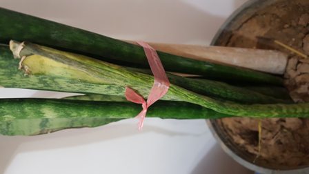 تصویر پرسش و پاسخ گیاه