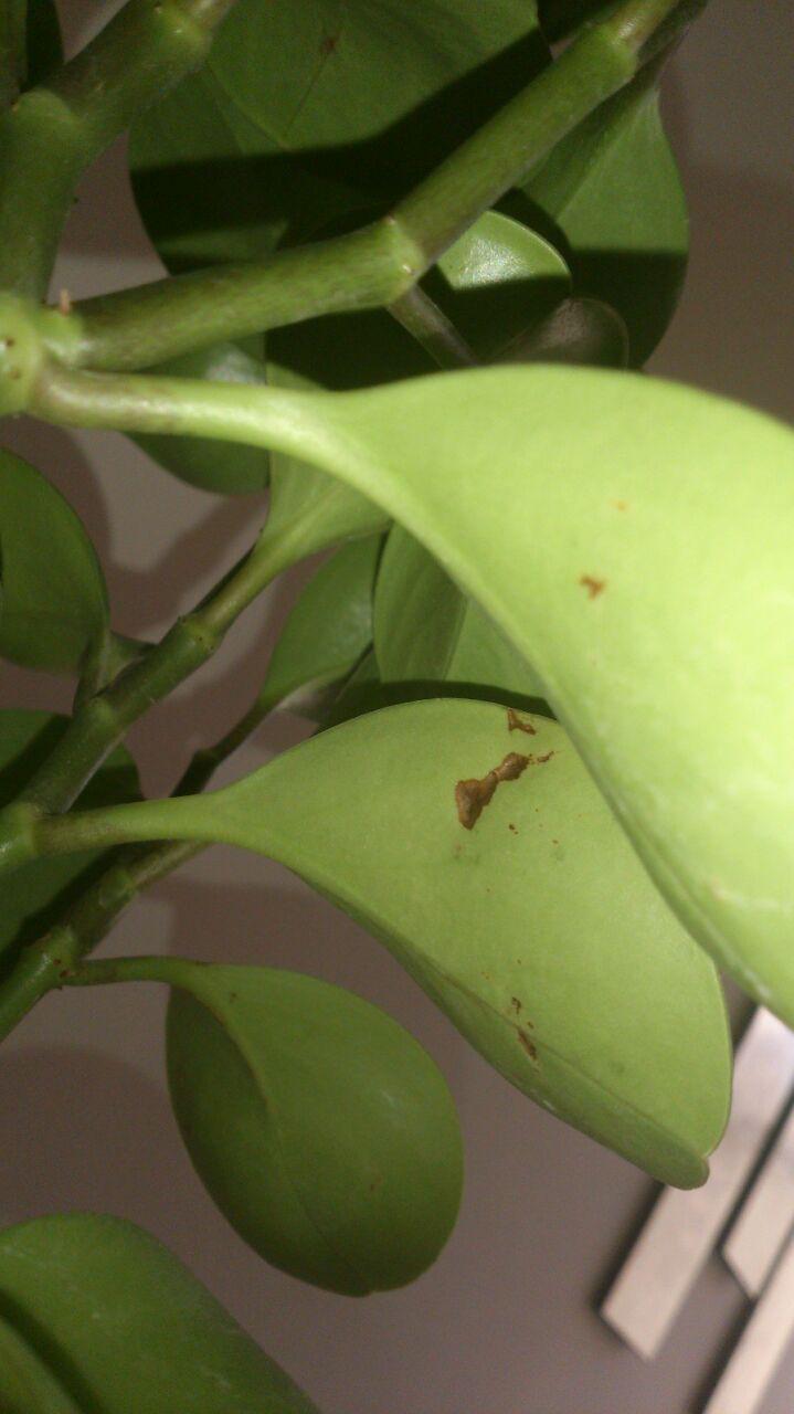 تصویر پرسش و پاسخ گیاه