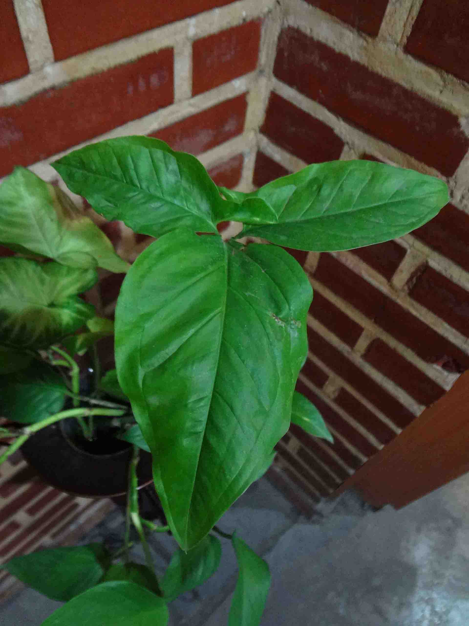 تصویر پرسش و پاسخ گیاه