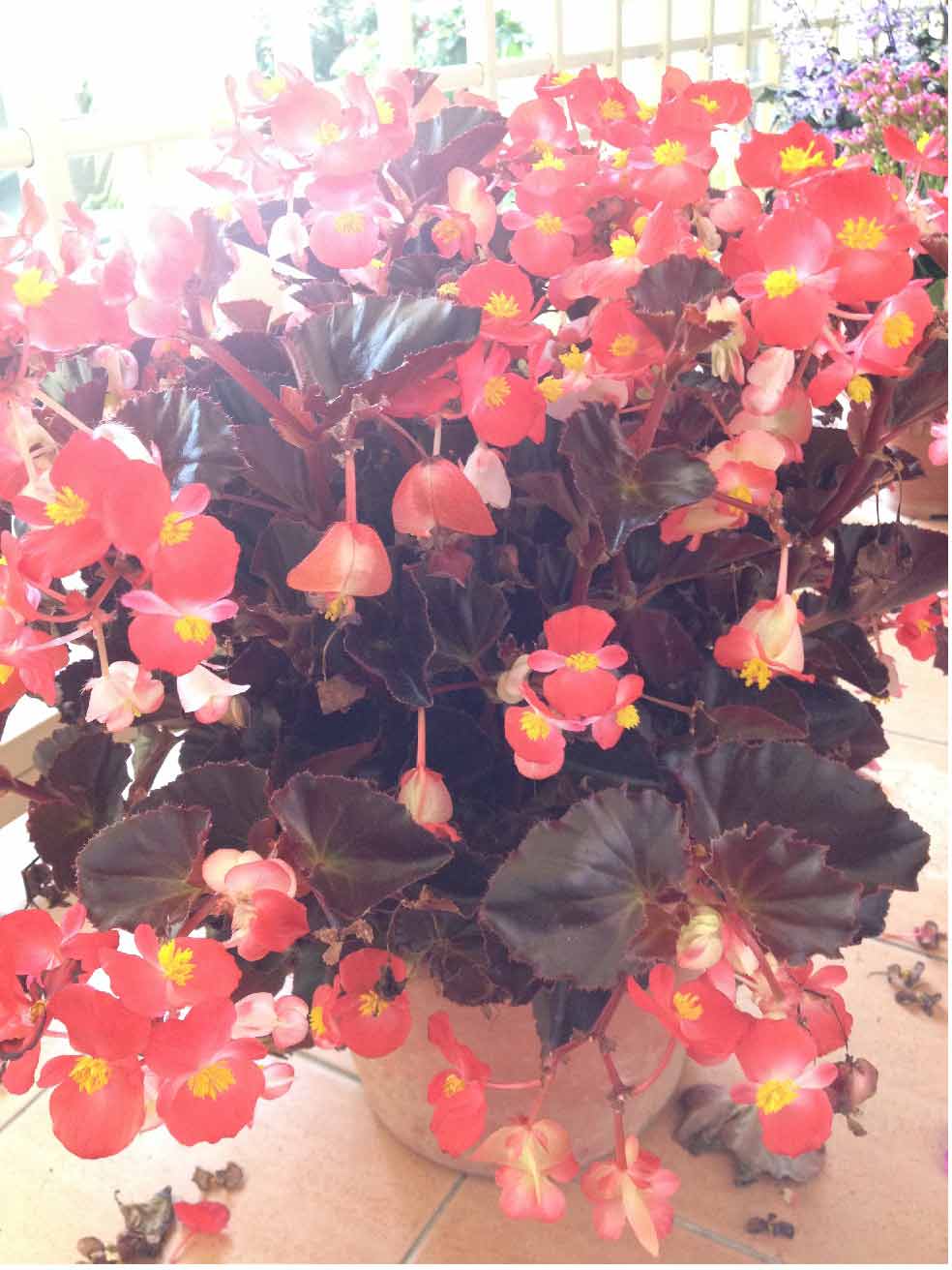 تصویر پرسش و پاسخ گیاه