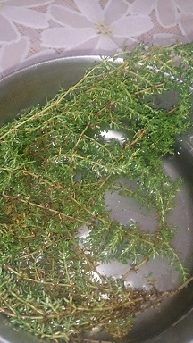 تصویر پرسش و پاسخ گیاه