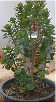 تصویر پرسش و پاسخ گیاه