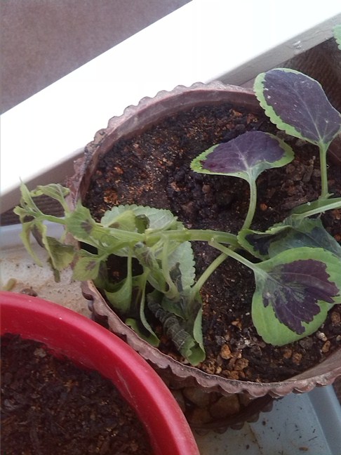 تصویر پرسش و پاسخ گیاه
