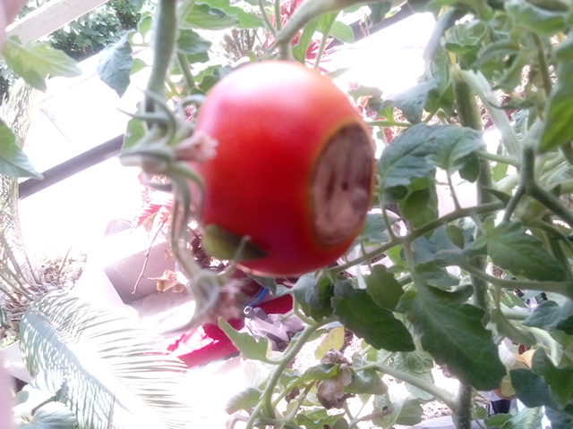 تصویر پرسش و پاسخ گیاه