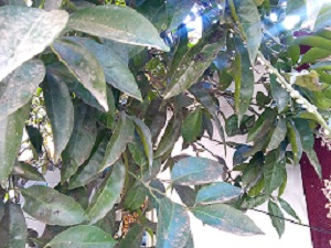 تصویر پرسش و پاسخ گیاه