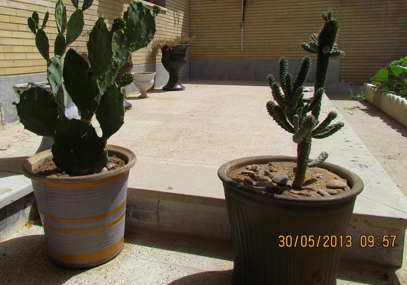 تصویر پرسش و پاسخ گیاه