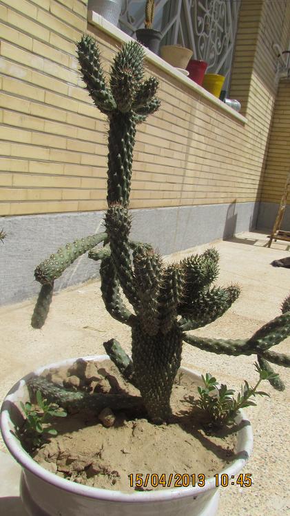 تصویر پرسش و پاسخ گیاه