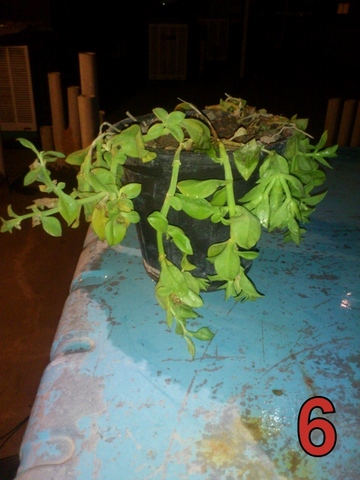 تصویر پرسش و پاسخ گیاه
