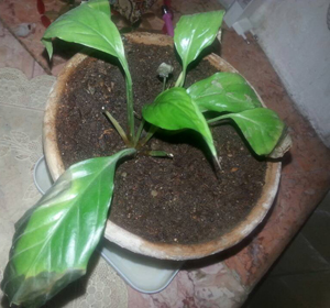 تصویر پرسش و پاسخ گیاه