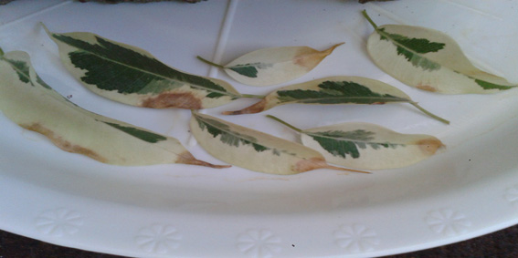 تصویر پرسش و پاسخ گیاه