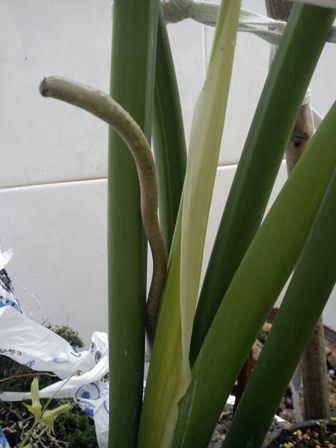 تصویر پرسش و پاسخ گیاه