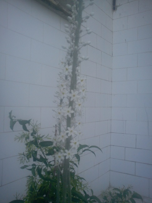 تصویر پرسش و پاسخ گیاه