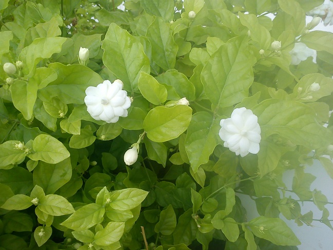 تصویر پرسش و پاسخ گیاه