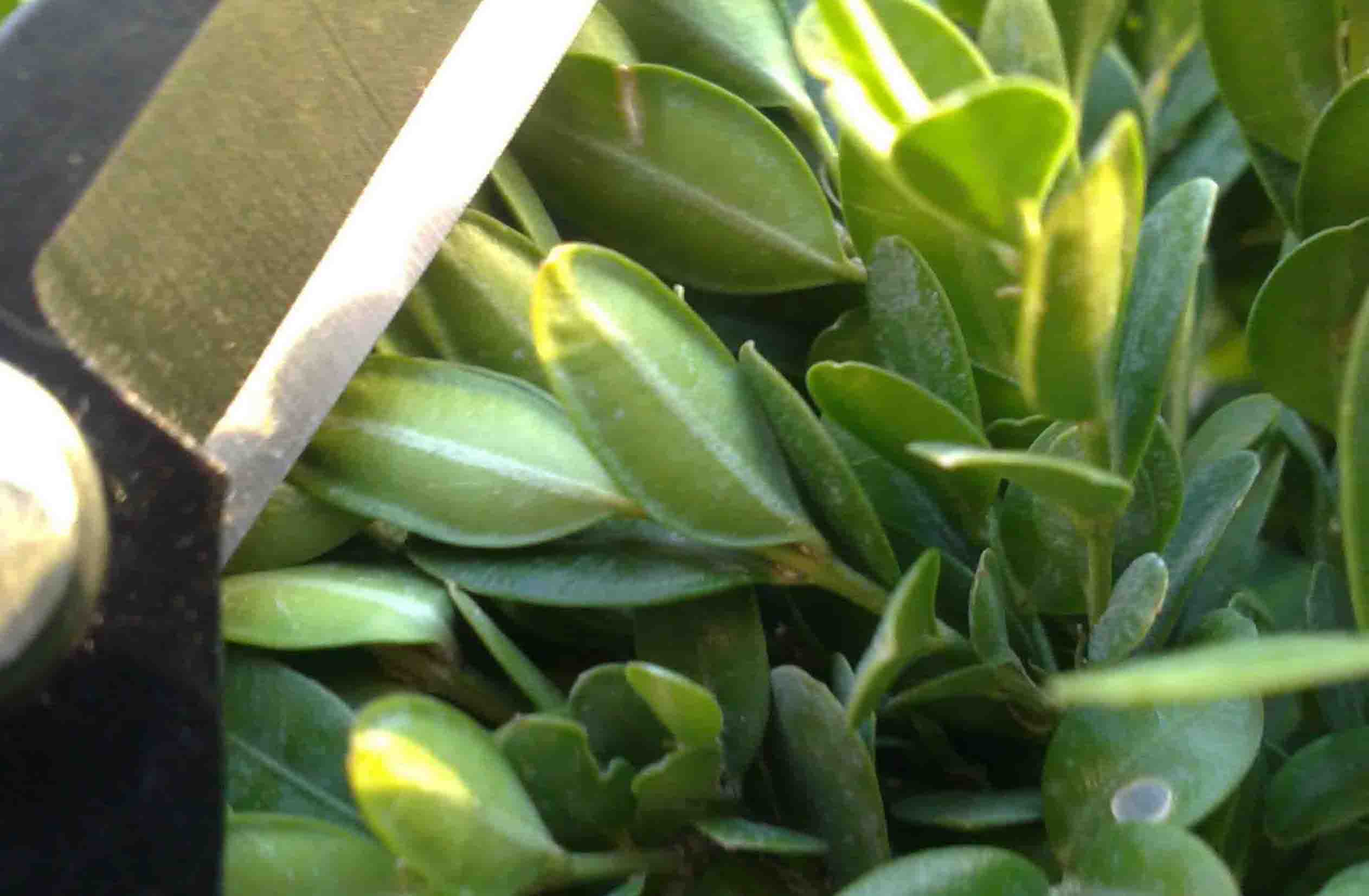 تصویر پرسش و پاسخ گیاه
