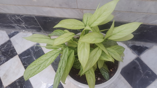 تصویر پرسش و پاسخ گیاه