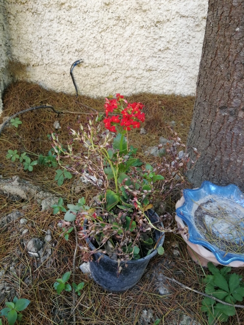 تصویر پرسش و پاسخ گیاه