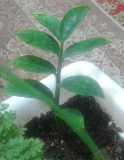 تصویر پرسش و پاسخ گیاه