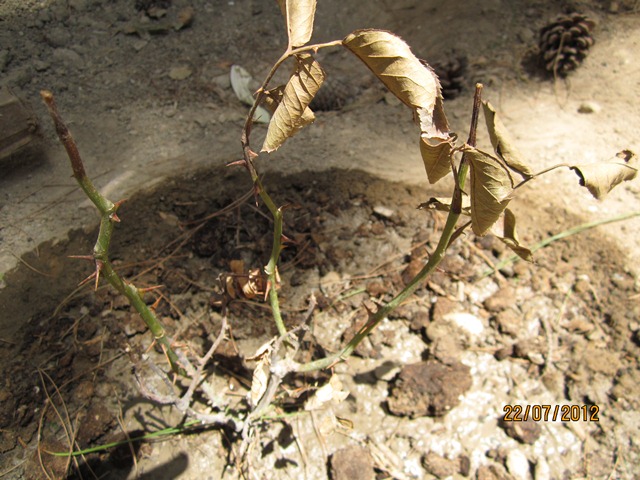تصویر پرسش و پاسخ گیاه