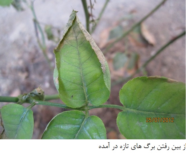 تصویر پرسش و پاسخ گیاه