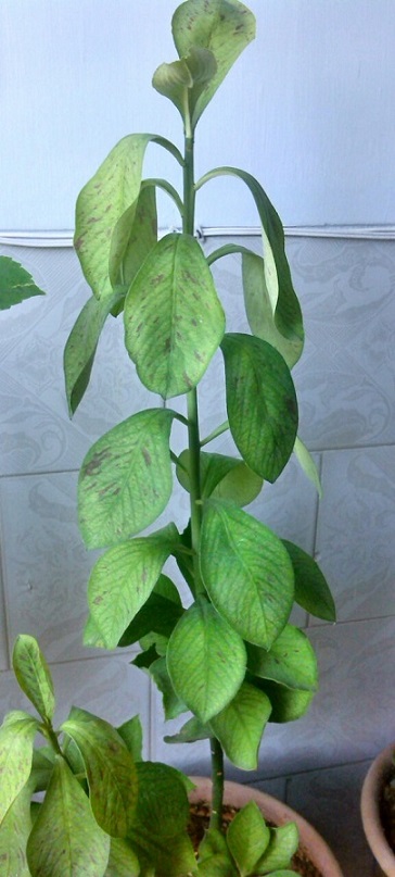 تصویر ارسالی کاربر