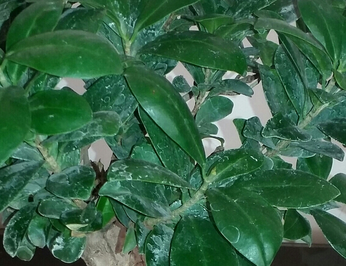 تصویر پرسش و پاسخ گیاه
