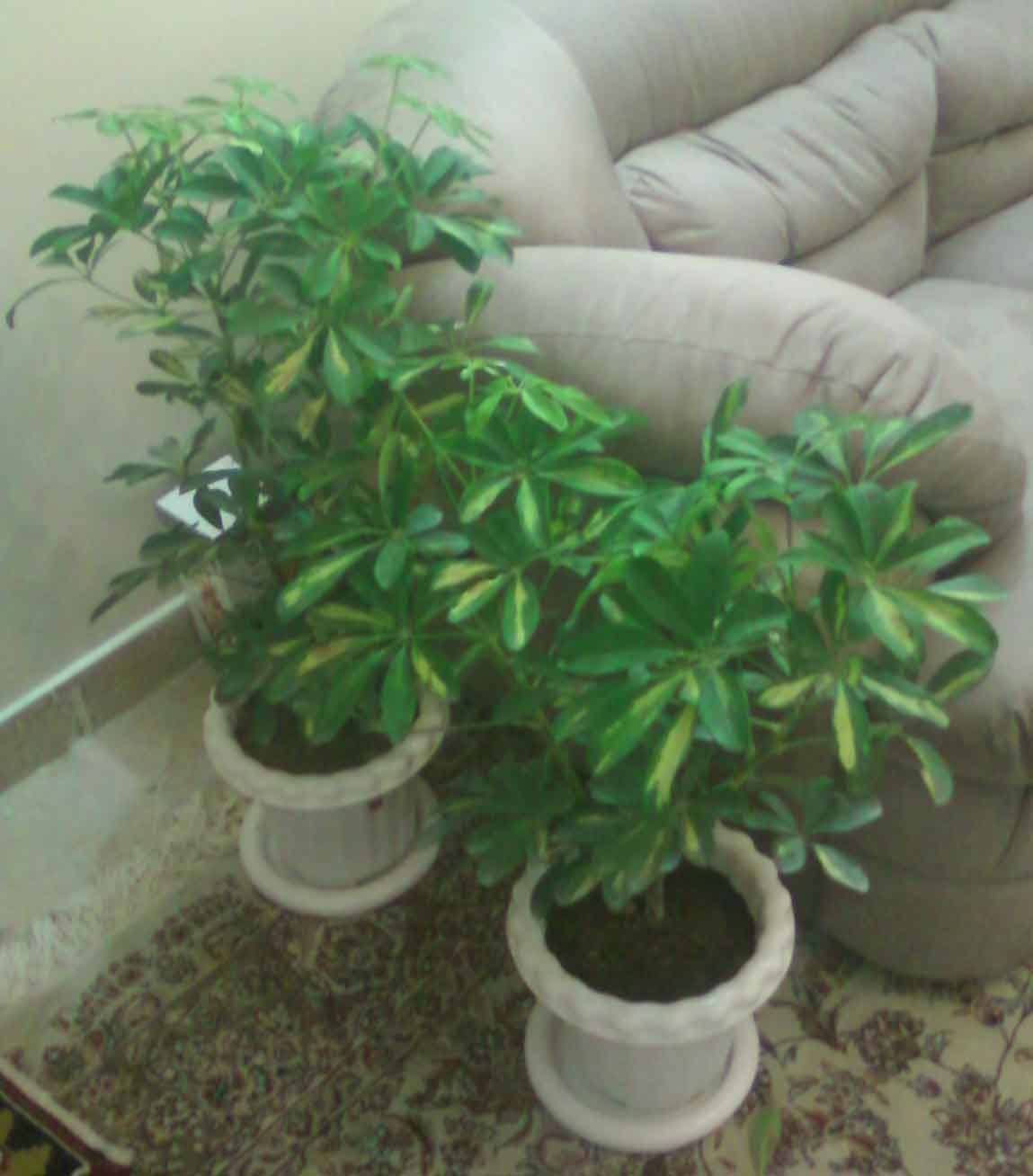 تصویر پرسش و پاسخ گیاه