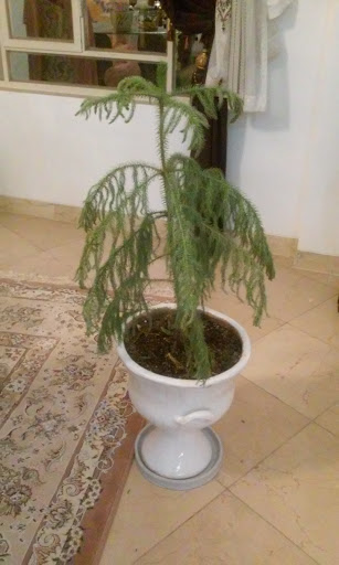 تصویر پرسش و پاسخ گیاه