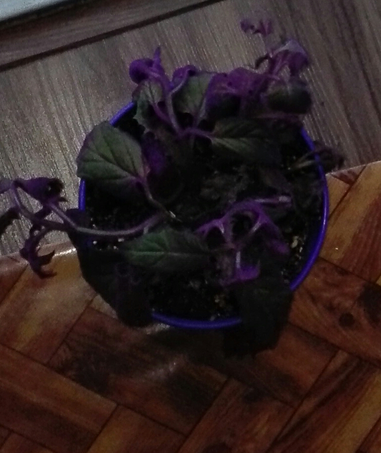 تصویر پرسش و پاسخ گیاه