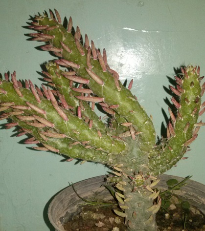 تصویر پرسش و پاسخ گیاه