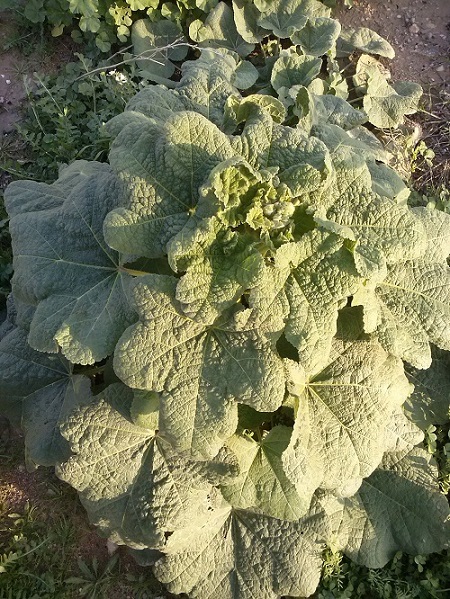تصویر پرسش و پاسخ گیاه